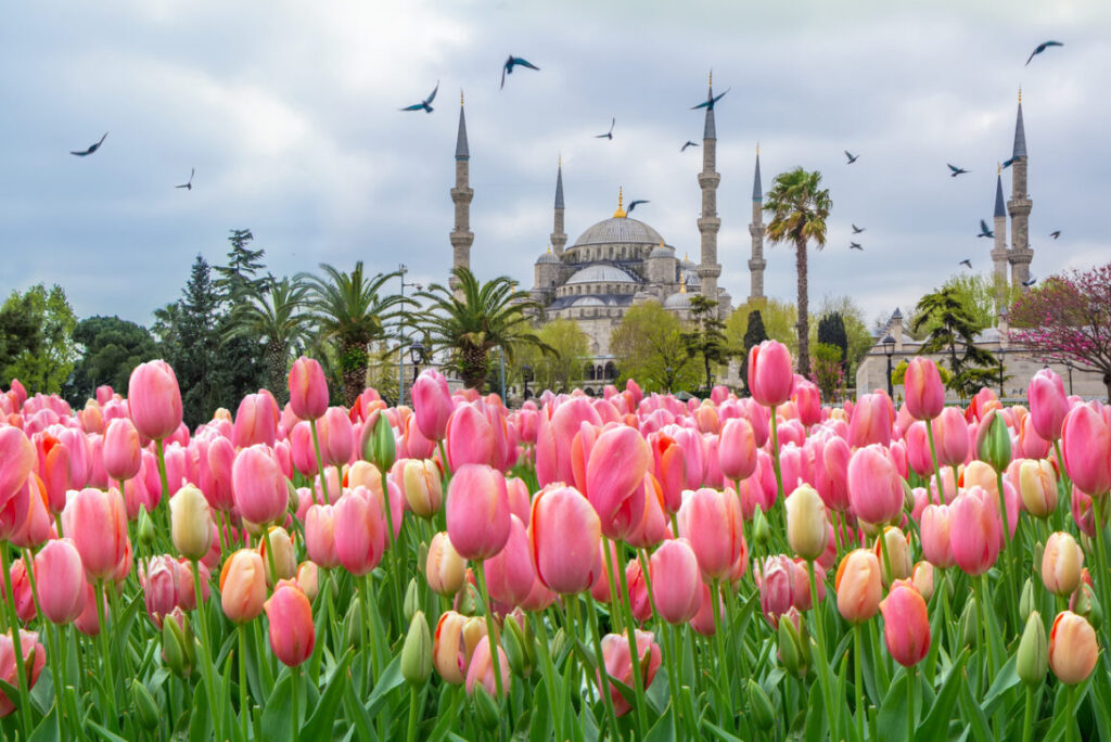 emirgan tulip gardens , tulip gardens , مهرجان التوليب , مهرجان التوليب في اسطنبول , emirgan tulip , مهرجان توليب اسطنبول